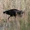 Glossy Ibis