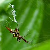 Spiny Orbweaver