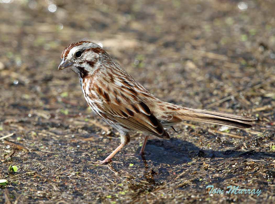 Song Sparrow