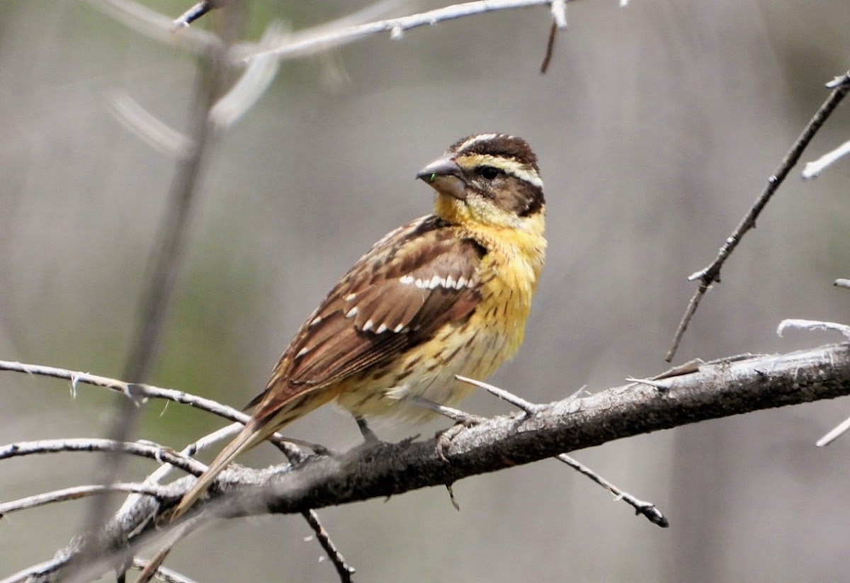 Lark Sparrow (juvenile)