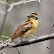 Lark Sparrow (juvenile)