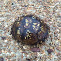 Eastern Box Turtle