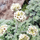 Alpine Smelowskia