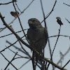 House Sparrow, Female