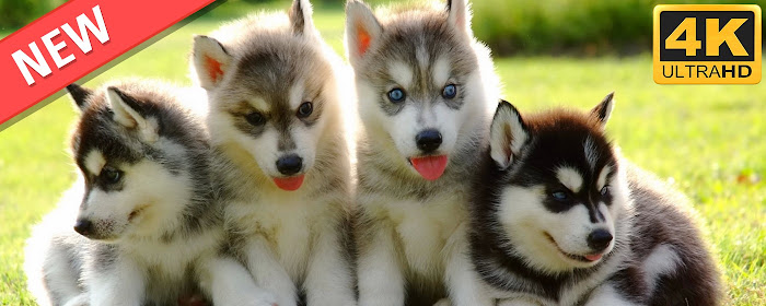 Husky HD Wallpapers Dogs And Puppies Theme marquee promo image