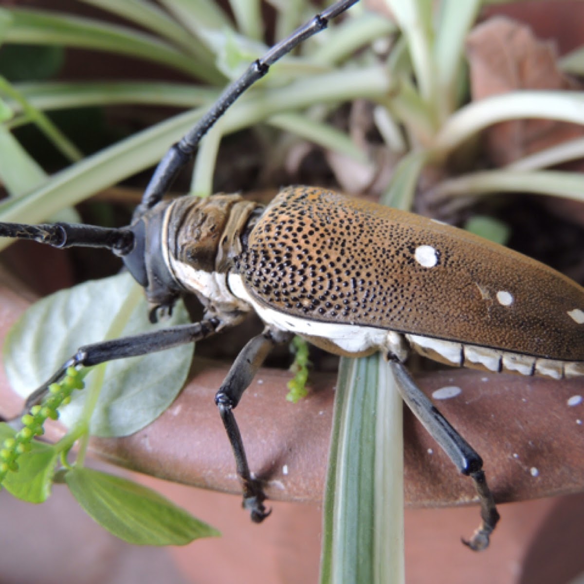 Longhorn Beetle