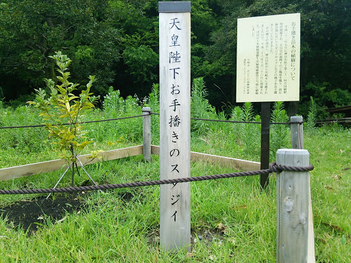 天皇陛下お手播きのスダジイ