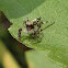 Jumping Spider