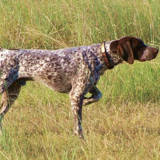 German Shorthaired Pointer 個人化 App LOGO-APP開箱王