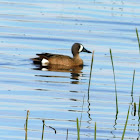 Blue-winged Teal (male)