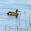 Blue-winged Teal (male)