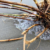 può nascere un fiore nel nostro giardino di 