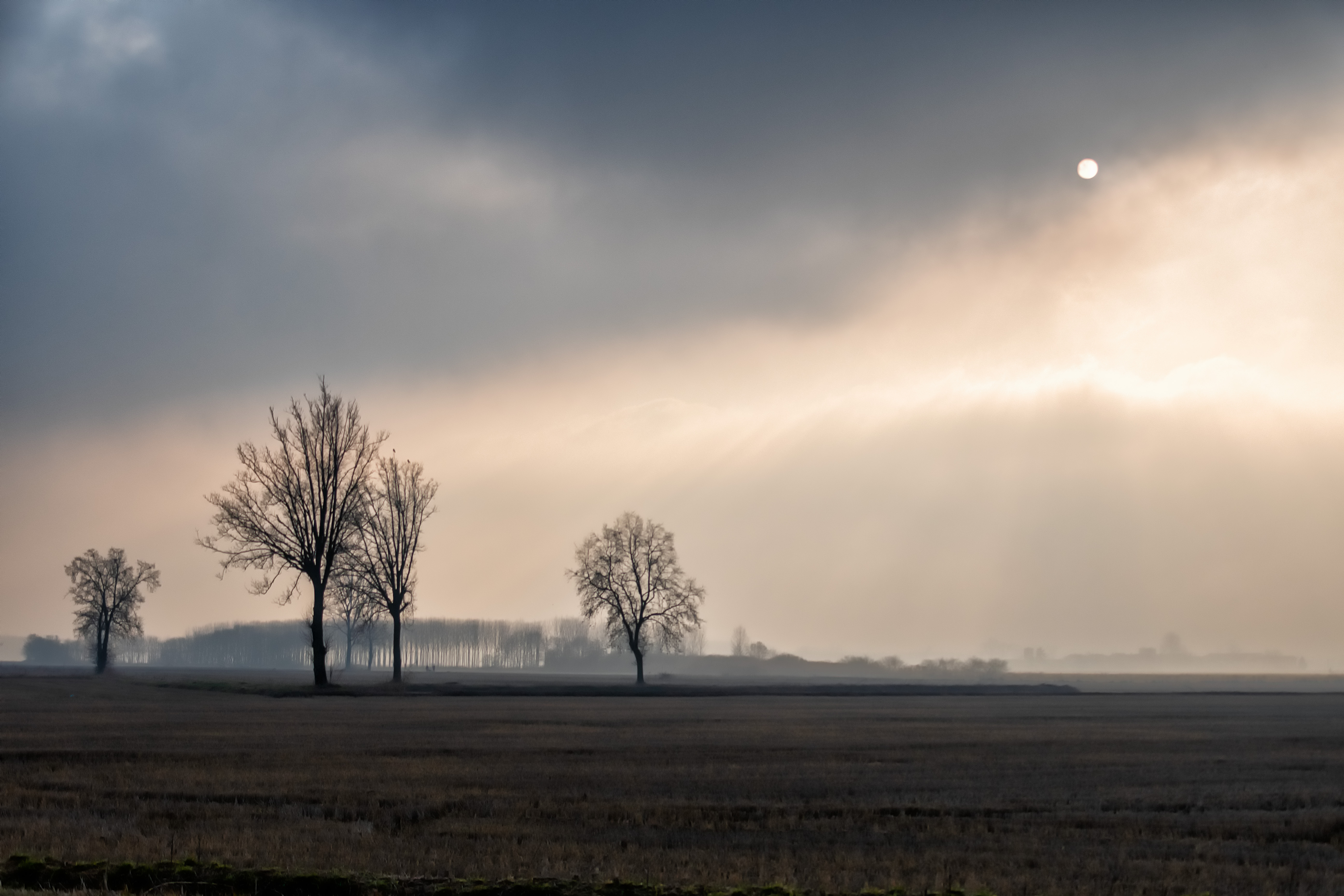 Se tu vedrai sol chiaro, sia marzo come gennaio. di Concetta Caracciolo