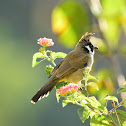 Bulbul - Himalayan Bulbul