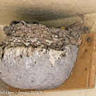 Barn Swallow; Golondrina Común