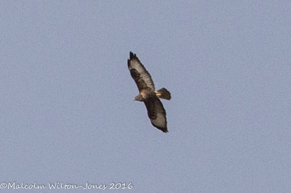 Buzzard; Ratonero Común