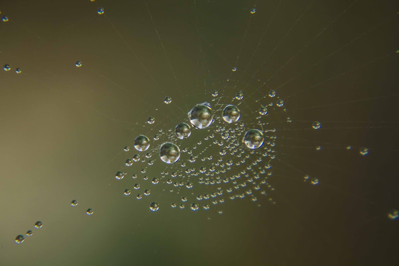 composizioni di acqua di ph veronica bendinelli