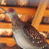 Speckled pigeon