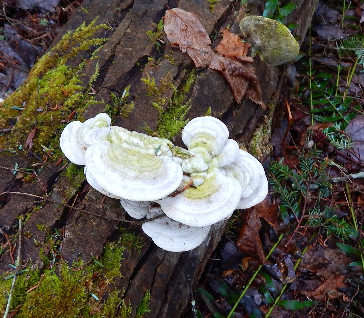 Polypore