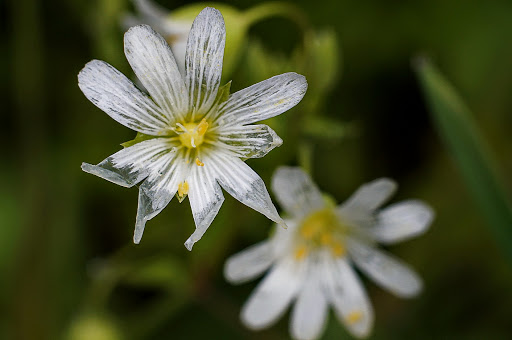 Stellaria holostea