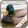 Chasse au canard icon