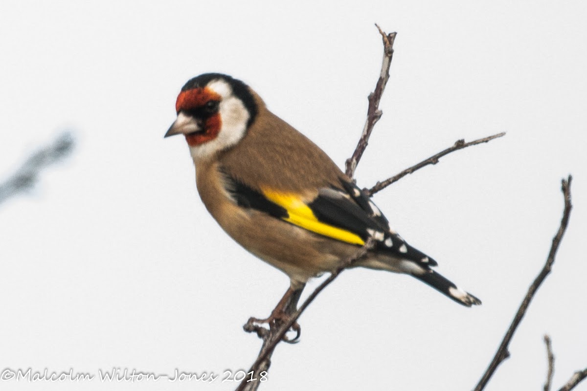 Goldfinch; Jilguero