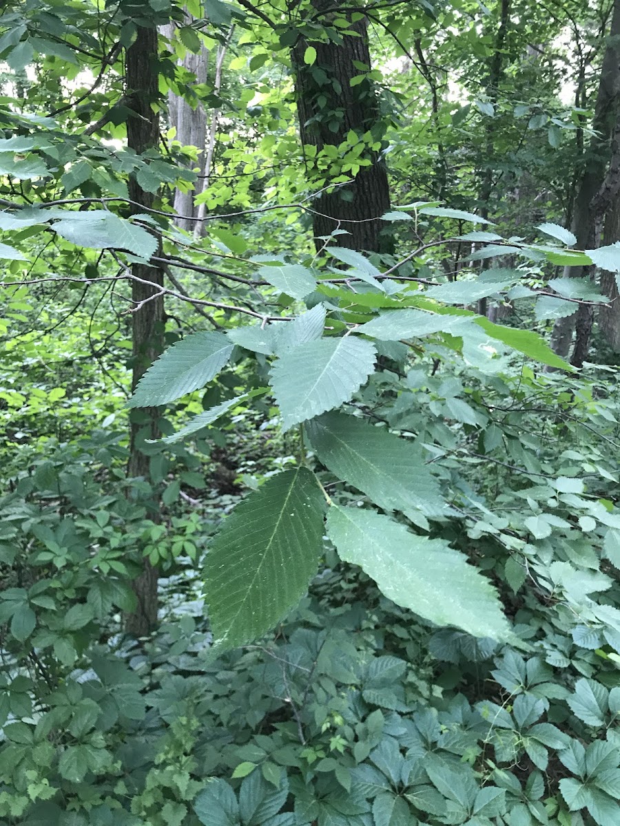 American Elm