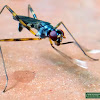 Asian Stilt-legged fly.