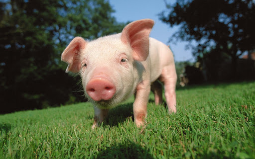 Little Pig Live Wallpaper