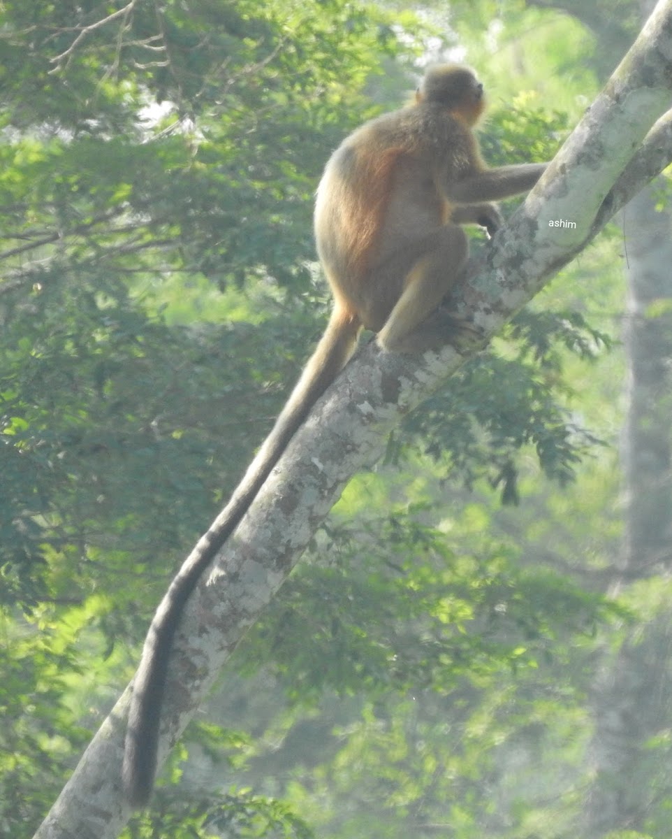 Capped langur