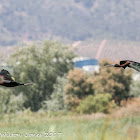 Glossy Ibis; Moríto