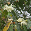 Rhododendron