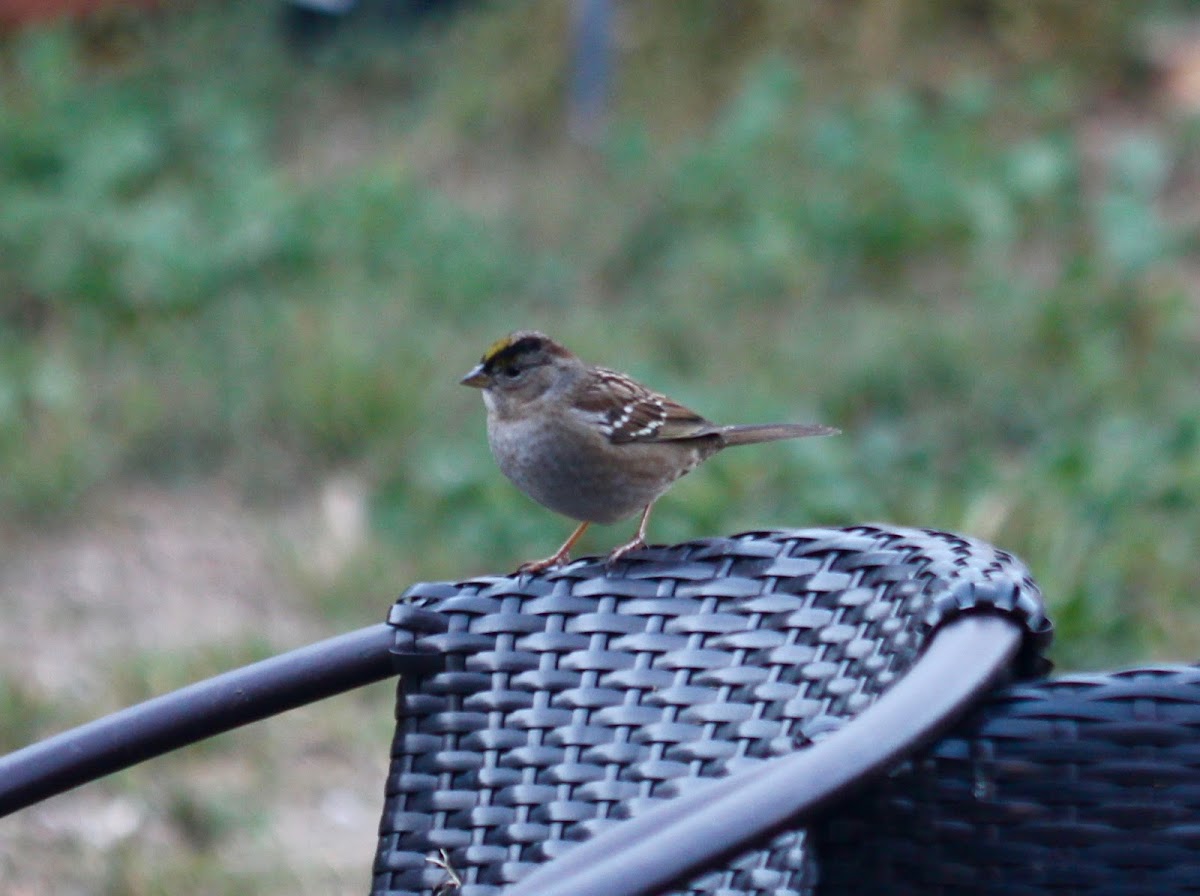 Golden Crowned Sparrow