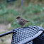 Golden Crowned Sparrow