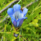 Rainier pleated gentian