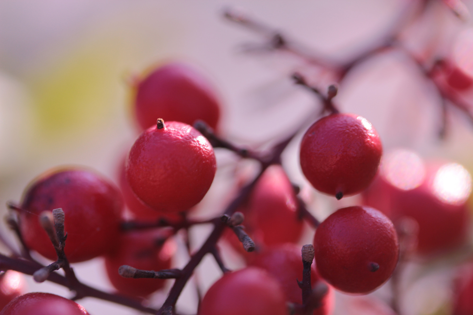 Rosso d'autunno di Enrico Chiamenti