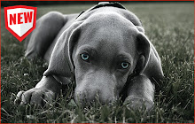 Weimaraner HD Wallpapers Puppy Theme small promo image