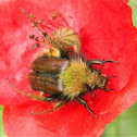 Female Pygopleurus vulpes