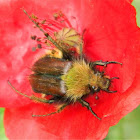 Female Pygopleurus vulpes