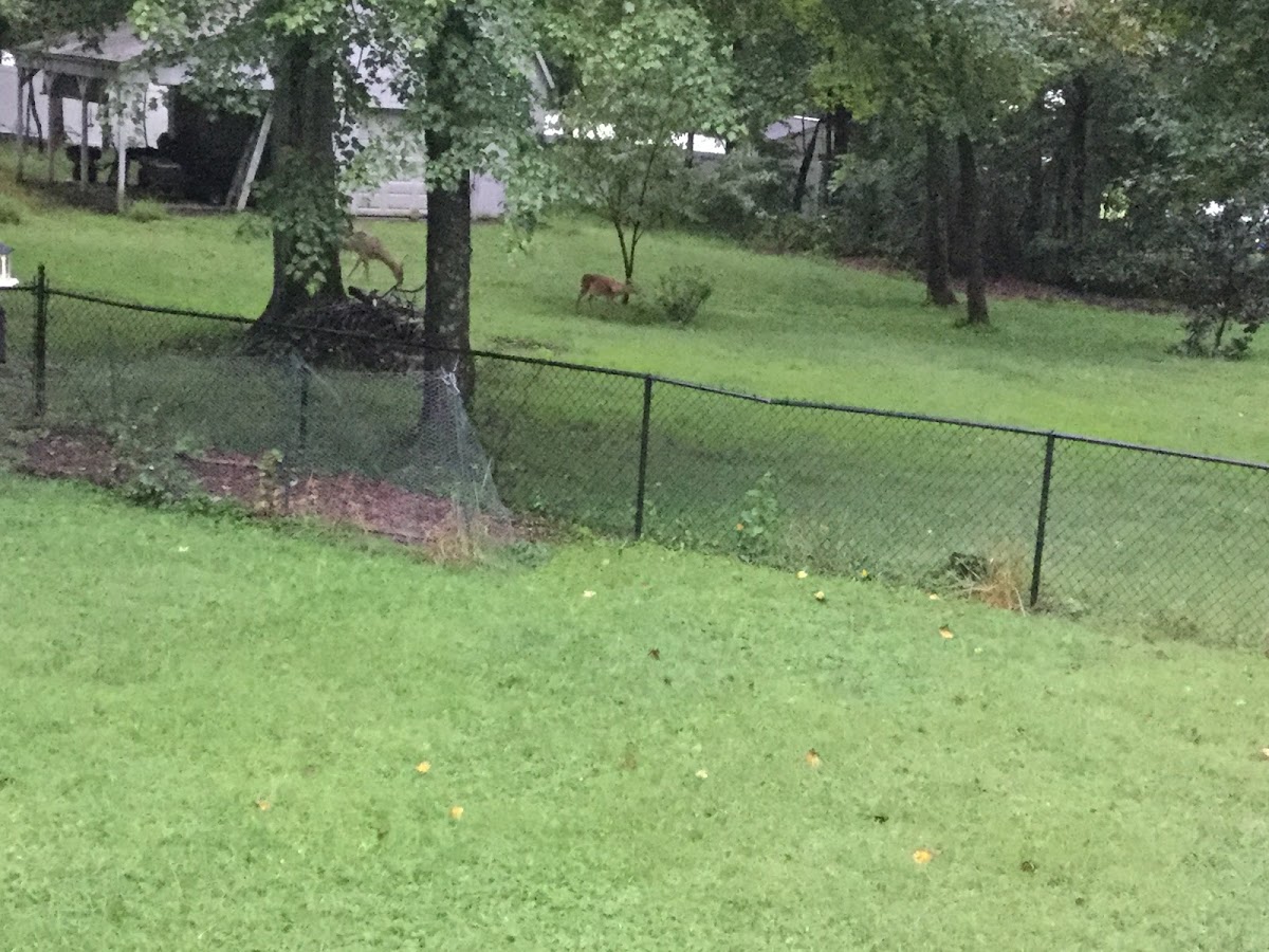 White-tailed Deer