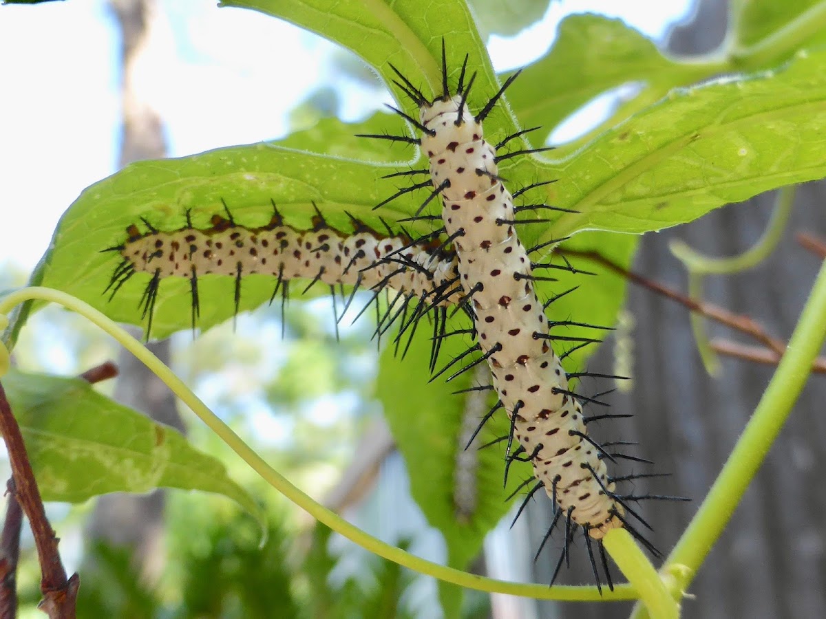 Zebra Longwing Caterpillars