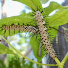 Zebra Longwing Caterpillars