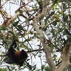 Indian Flying Fox