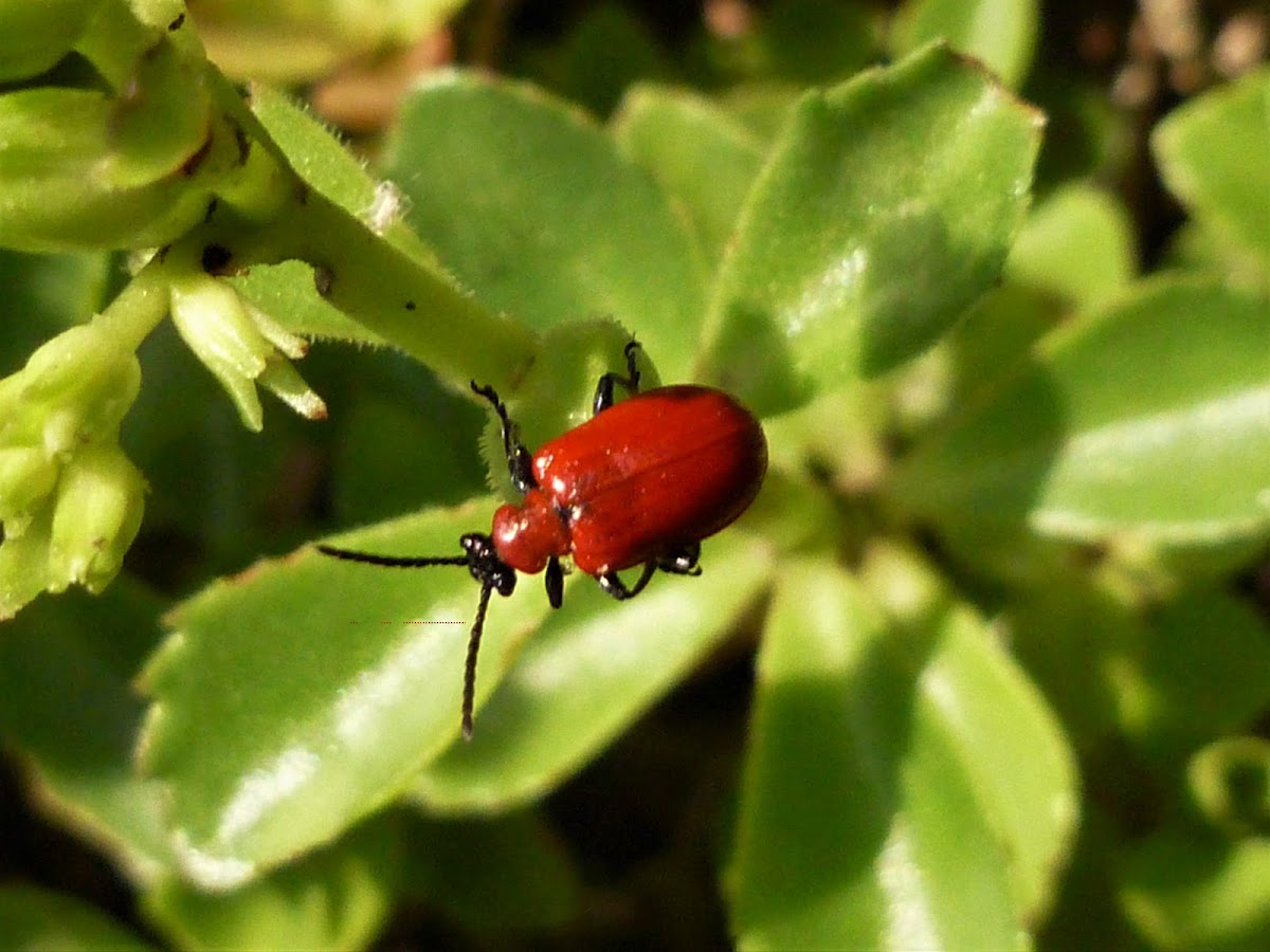 Scarlet lily beetle