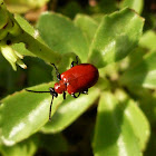 Scarlet lily beetle