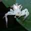 crab spider