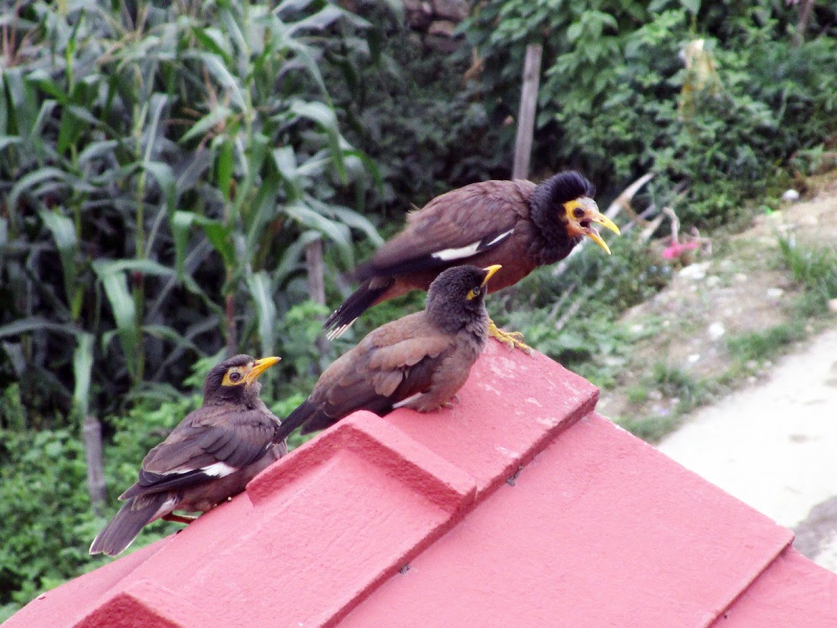 Common myna