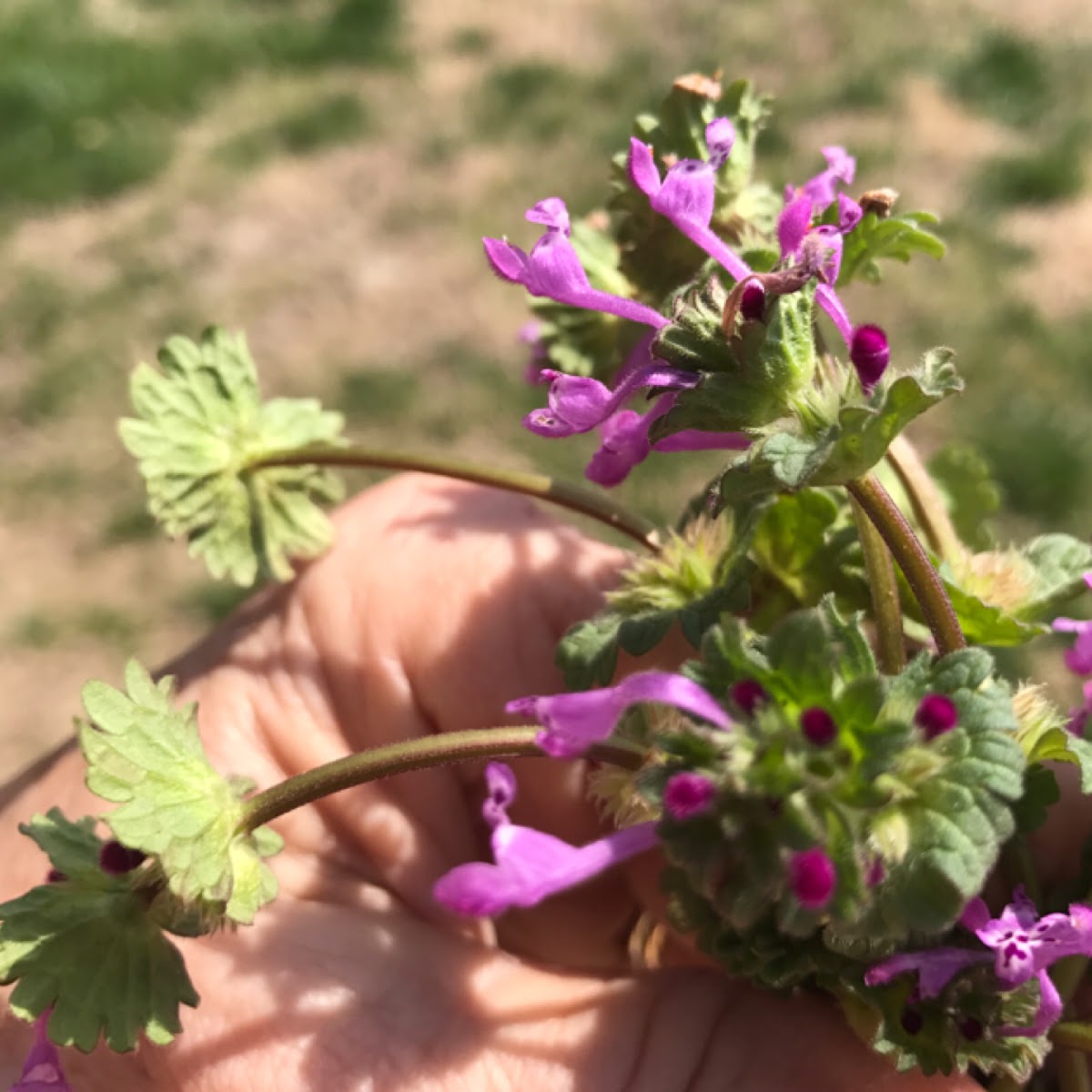 Henbit deadnettle