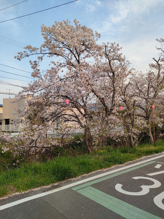 こう君さんが投稿したじてんしゃ・さくら・撮影会・花見の季節に関するカスタム事例の投稿画像4枚目