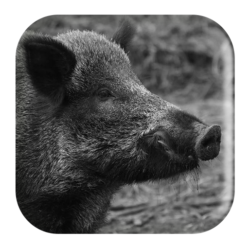 Wild Boar Sounds